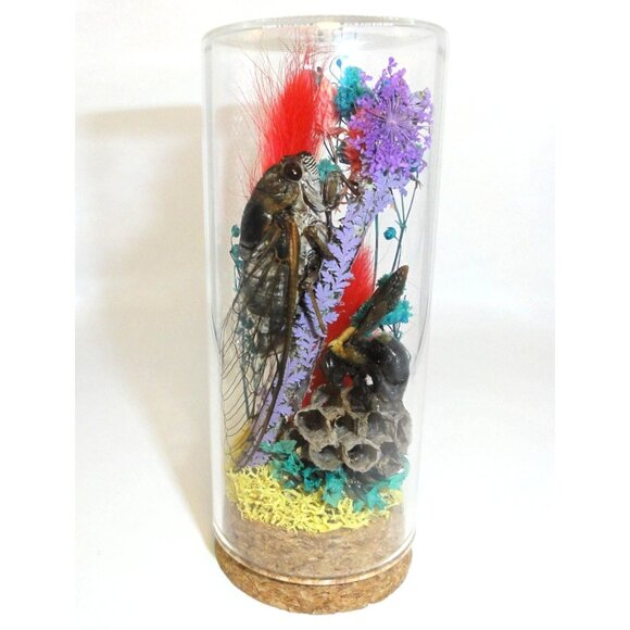 Cicada Wasp Nest & Carpenter Bee Oddity Jar curiosity dome insect taxidermy goth - Picture 1 of 15